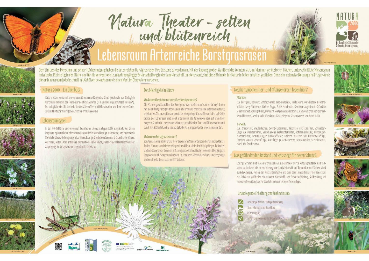tl_files/downloads/Bilder Projekte/Projektstellen/Natura 2000 1.0/Tafeln/LRT Tafeln/LRT-tafel Borstgr.jpg